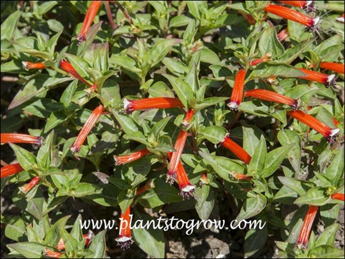 Dynamite Cuphea (Cuphea ignea) 
.Easy to see how this plant gets it's name.